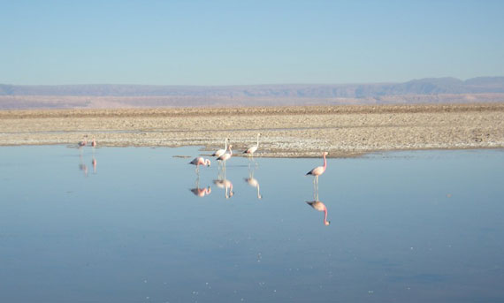 salar-atacama-5-1016